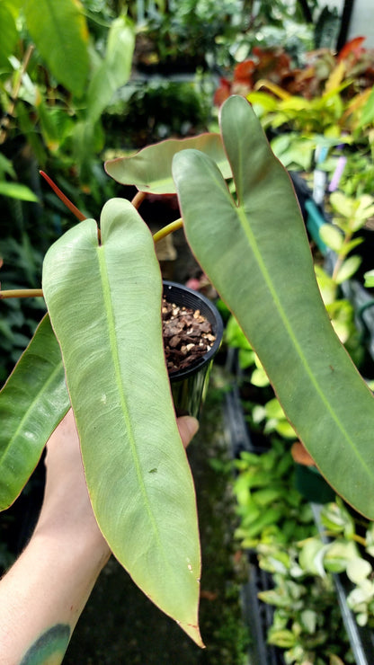 Philodendron atabapoense Root'd Plants 