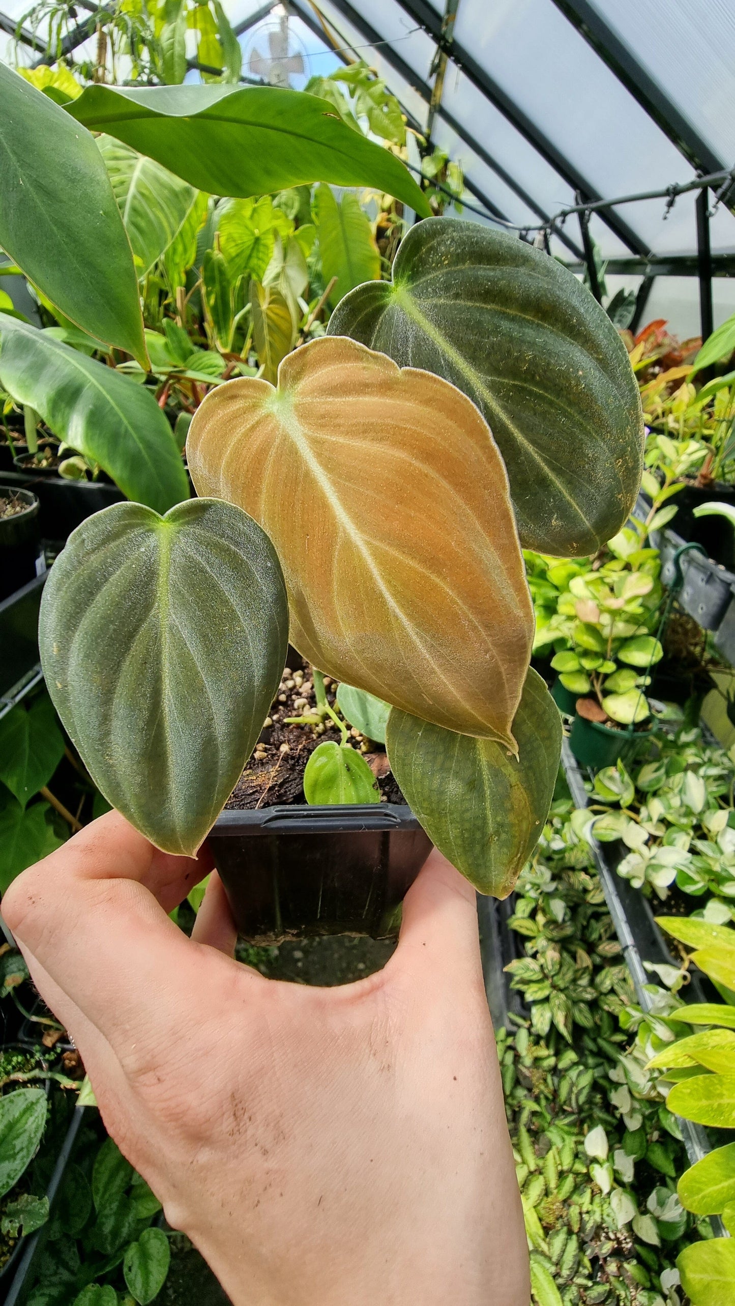 Philodendron melanochrysum Root'd Plants 