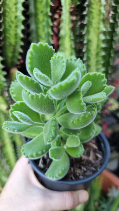 Cotyledon tomentosa ‘Bear Claws’ Potted Houseplants Root'd Plants 