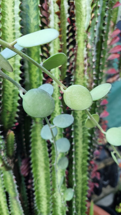 Xerosicyos danguyi - Silver Dollar Plant Root'd Plants 