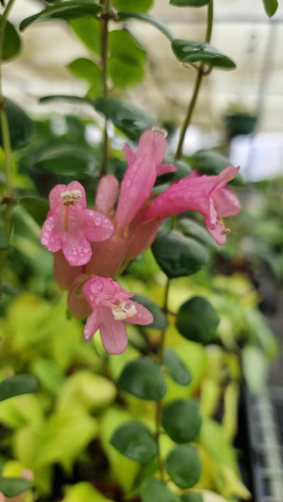 Aeschynanthus radicans 'Thai Pink' - Lipstick Plant Root'd Plants 