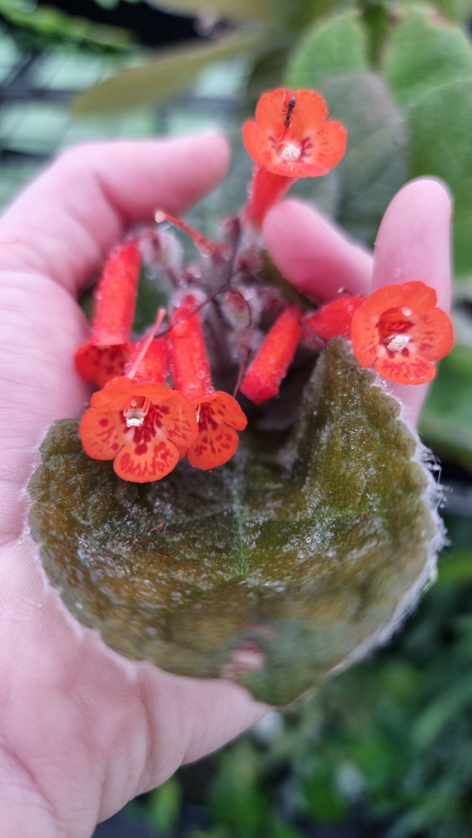 Sinningia x 'Crushed Velvet' - Caudiciform Root'd Plants 