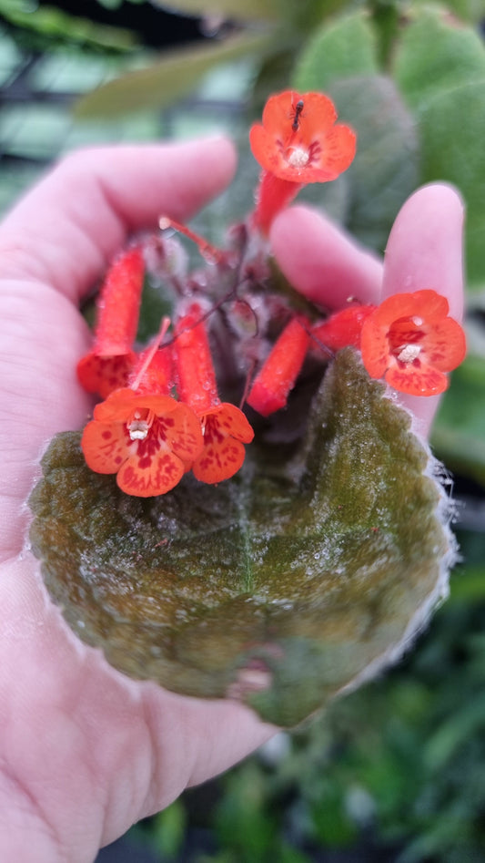 Sinningia x 'Crushed Velvet' - Caudiciform Root'd Plants 
