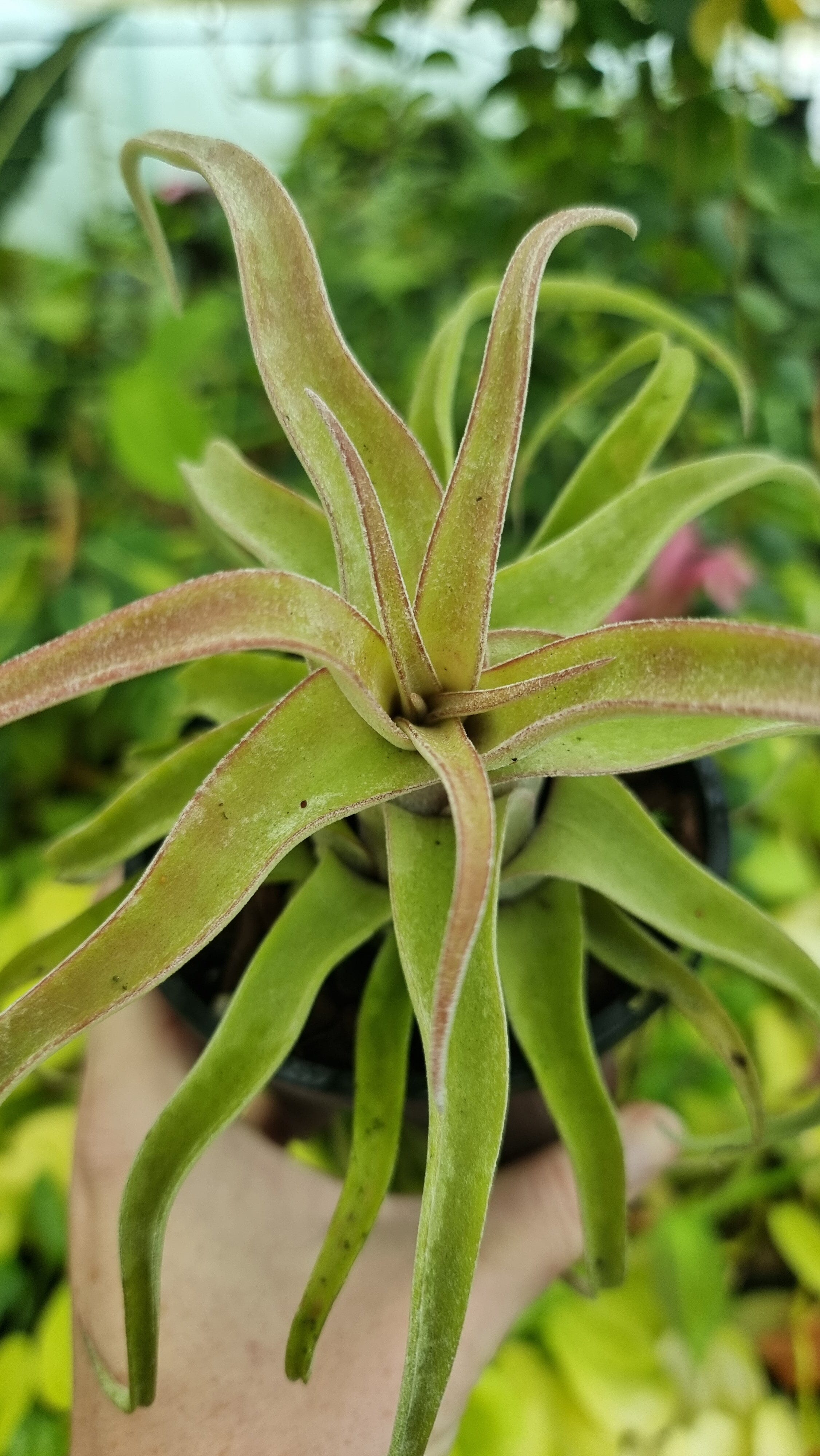 Tillandsia streptophylla - Air Plant Root'd Plants 