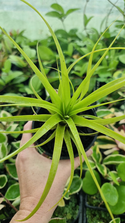 Tillandsia variabilis - Air Plant Root'd Plants 