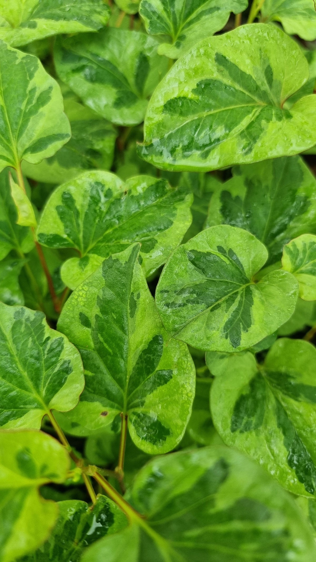 Houttuynia cordata - Chameleon Plant Root'd Plants 
