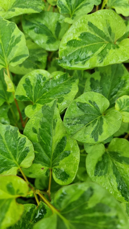 Houttuynia cordata - Chameleon Plant Root'd Plants 