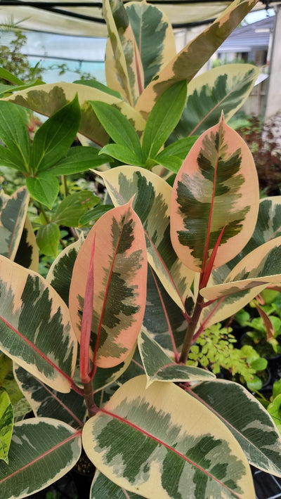 Ficus elastica ‘Tineke’ - Variegated Rubber Plant Root'd Plants 
