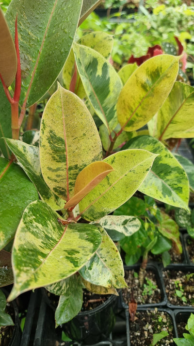 Ficus elastica ‘Shivereana’ - Rubber Plant Root'd Plants 