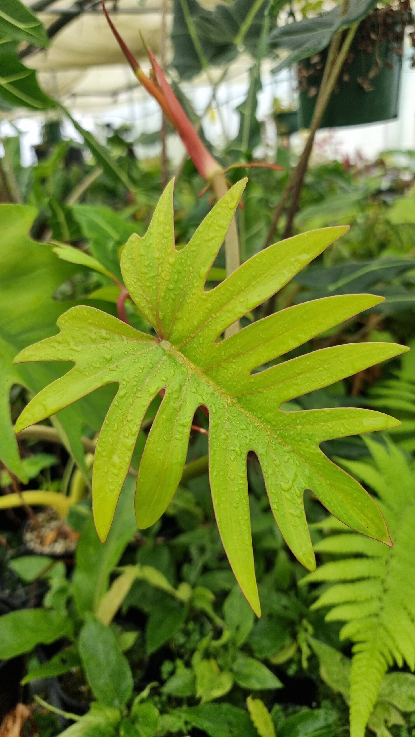 Philodendron mayoi 'Tahiti' Root'd Plants 