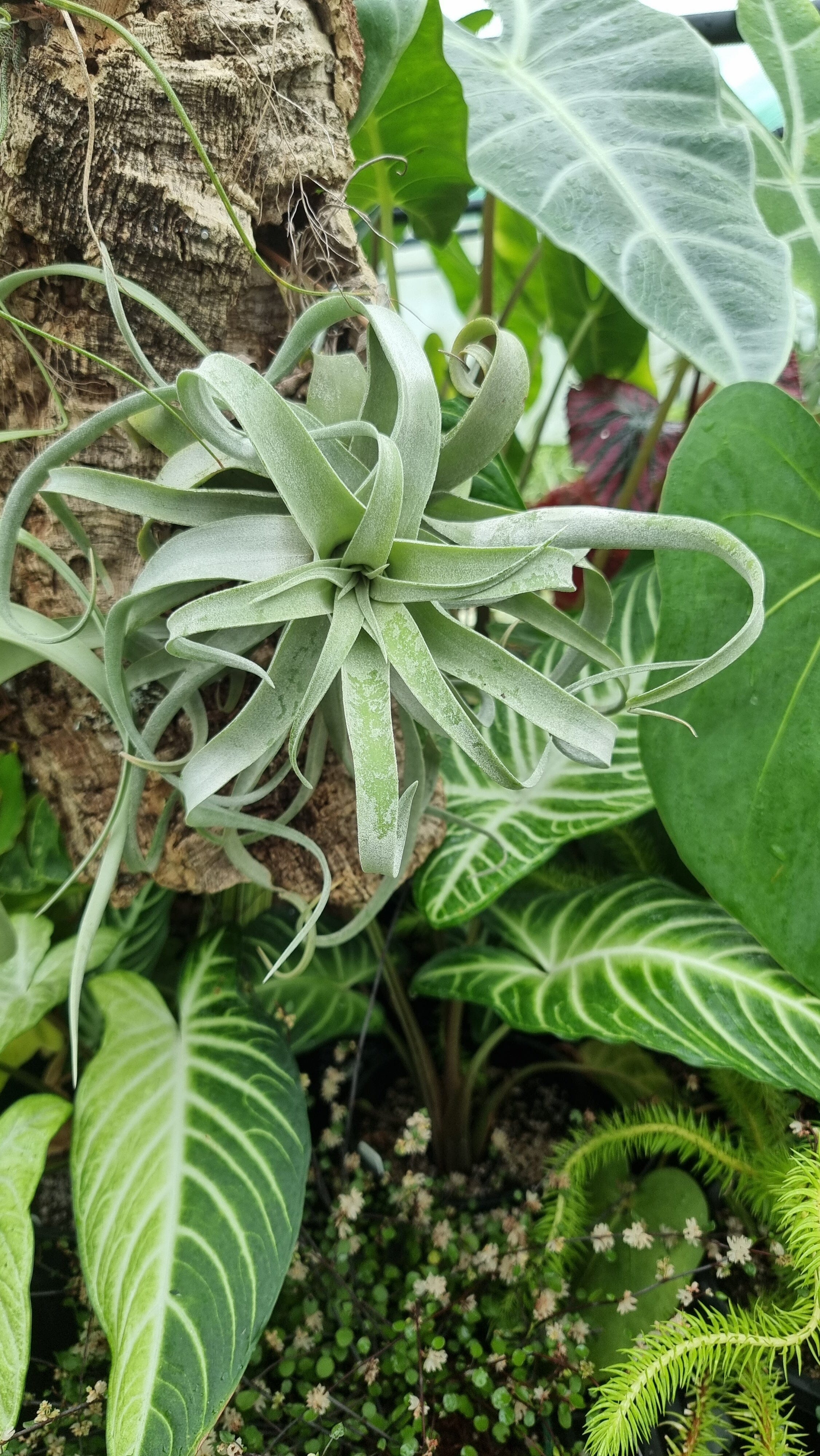 Tillandsia streptophylla - Air Plant Root'd Plants 