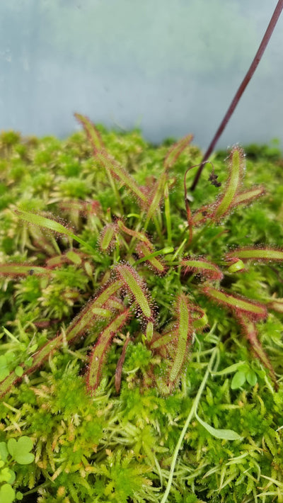 Drosera capensis - Sundew Carnivorous Plant Root'd Plants 