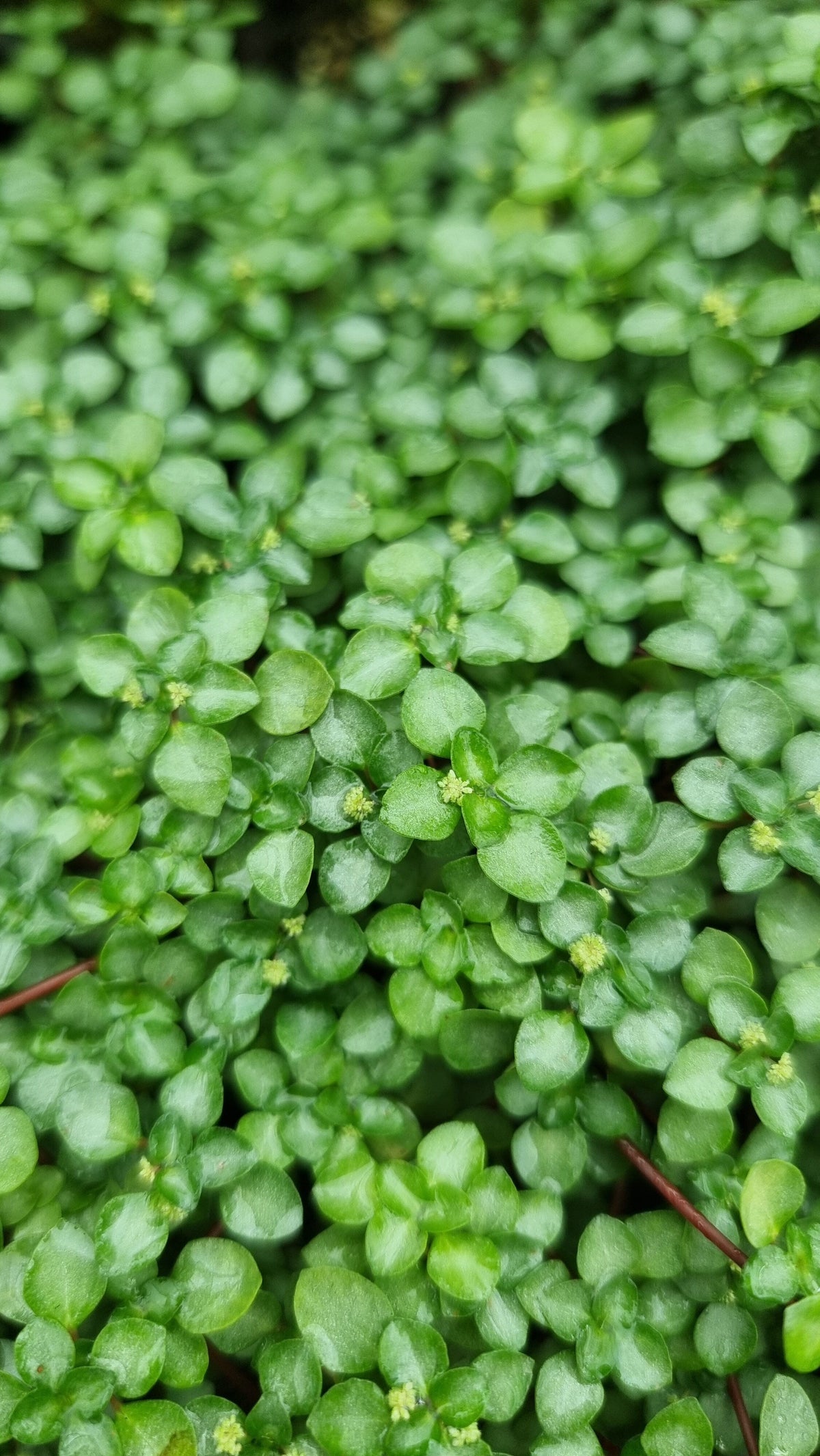 Pilea libanensis - Silver Sprinkles Root'd Plants 