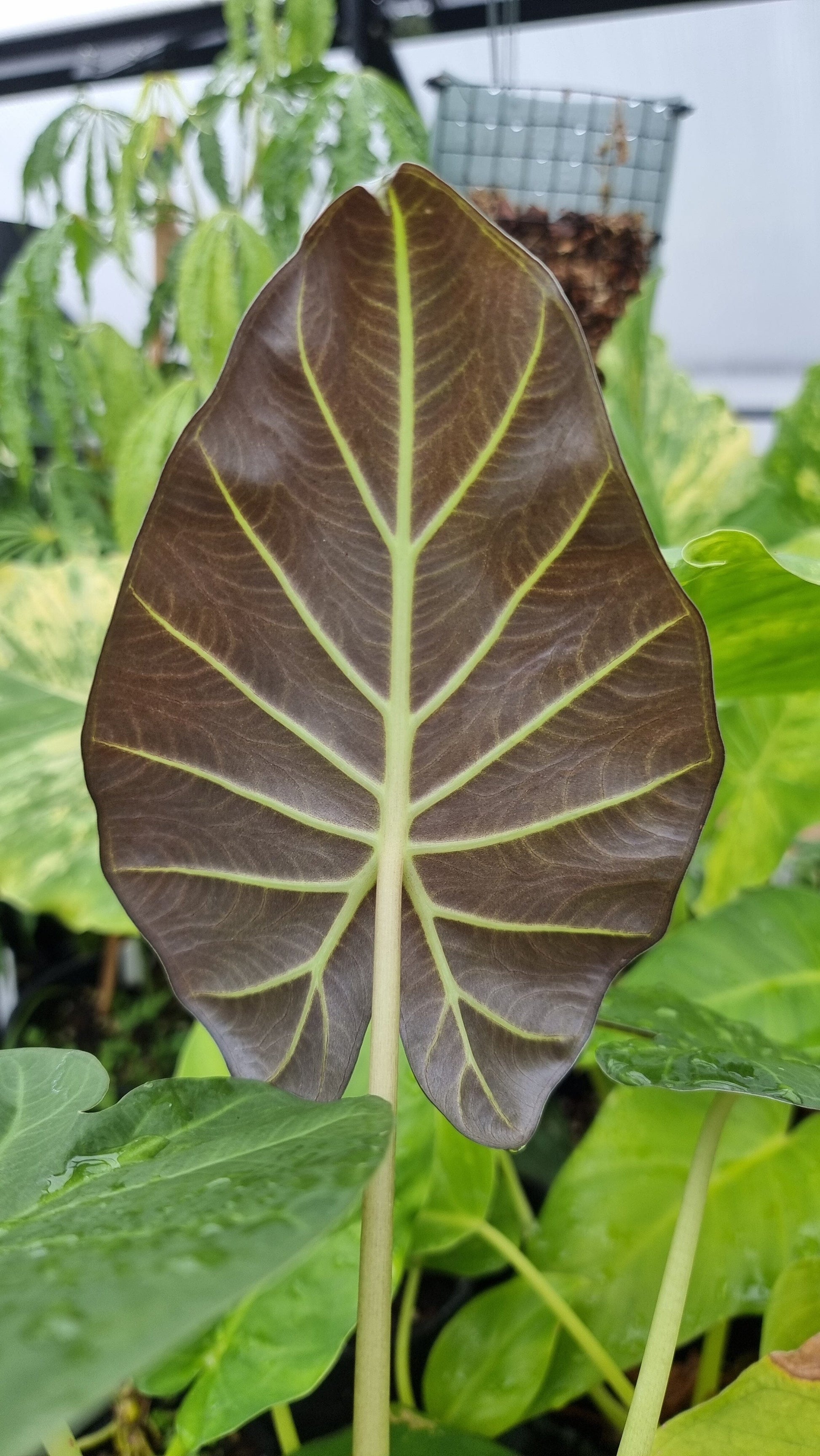 Alocasia 'Regal Shield' - Elephant Ear Root'd Plants 