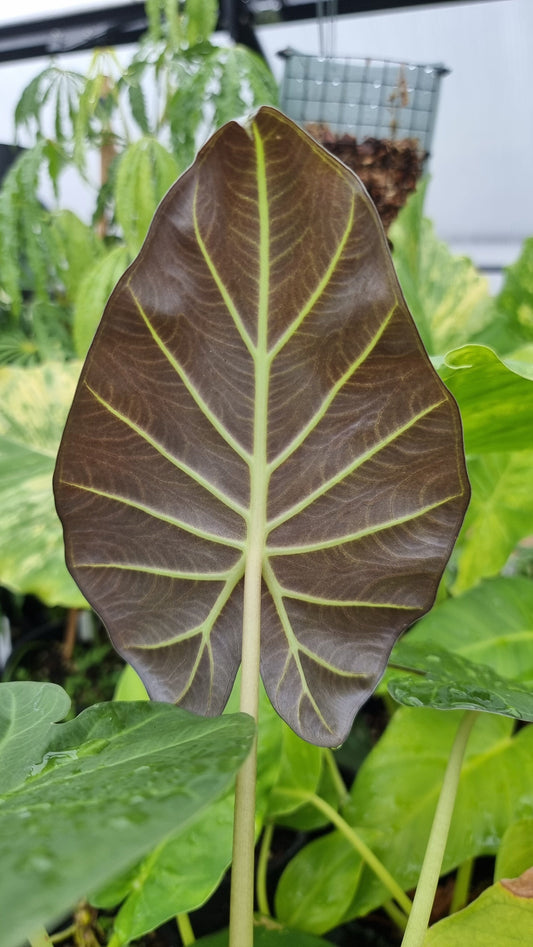Alocasia 'Regal Shield' - Elephant Ear Root'd Plants 
