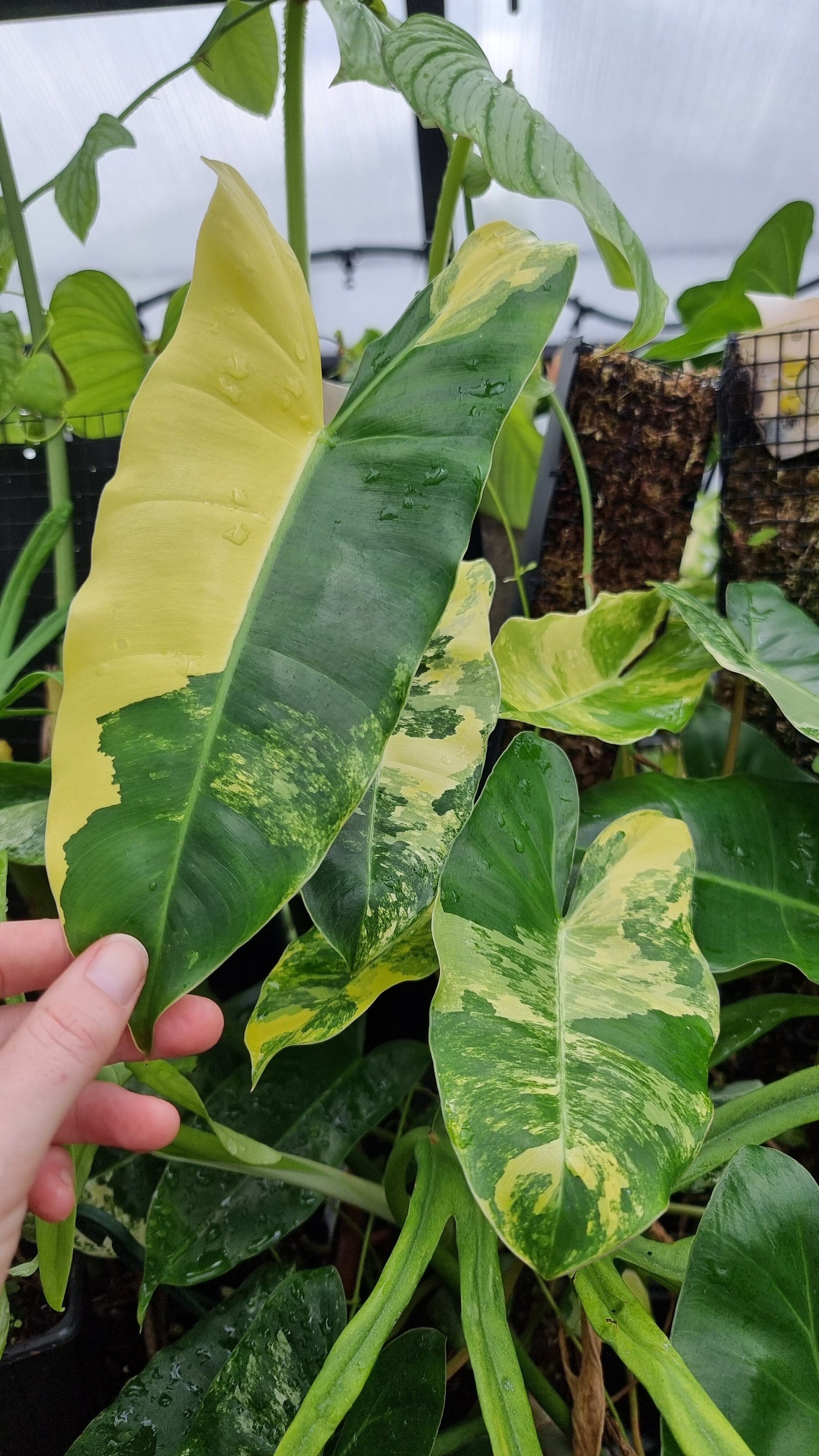 Philodendron 'Burle Marx' variegata Root'd Plants 