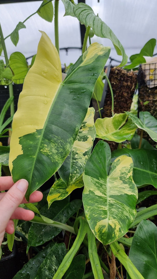 Philodendron 'Burle Marx' variegata Root'd Plants 