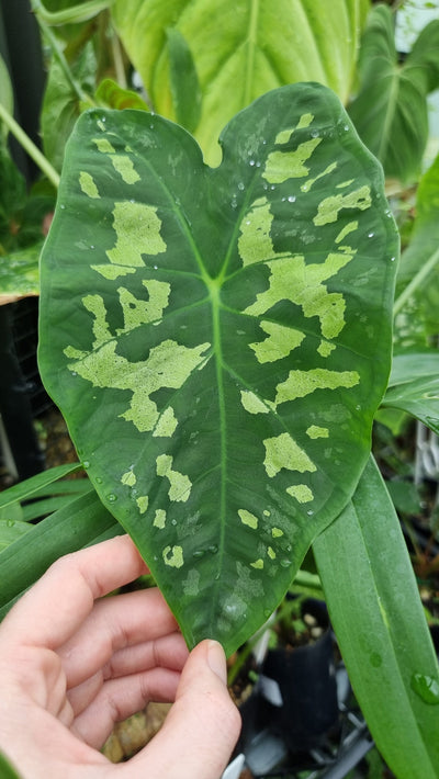 Caladium affine steudnerifolium - Giant Leaves NOID Root'd Plants 