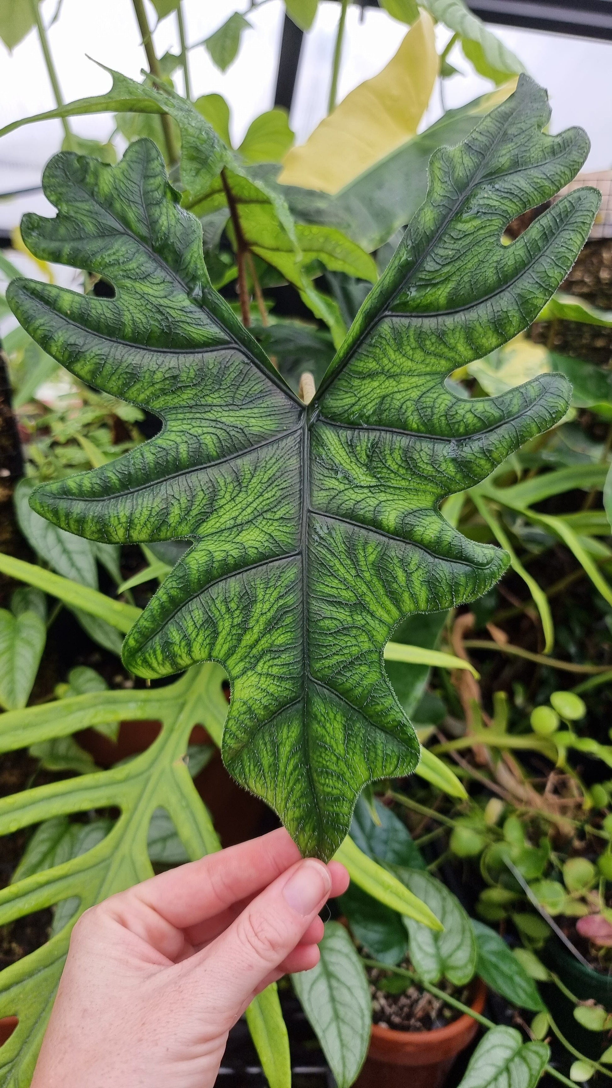 Alocasia 'Jacklyn' Root'd Plants 