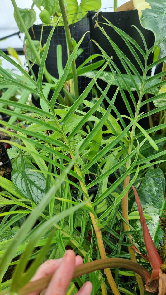 Philodendron tortum Root'd Plants 