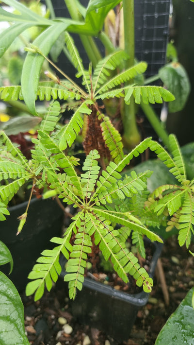 Biophytum sensitivum - Sensitive Tree Root'd Plants 