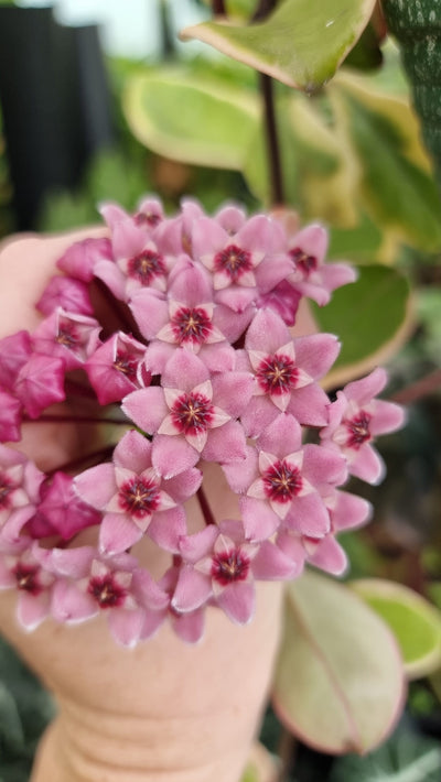 Hoya carnosa 'Purple Pride' - Wax Vine Plant Root'd Plants 