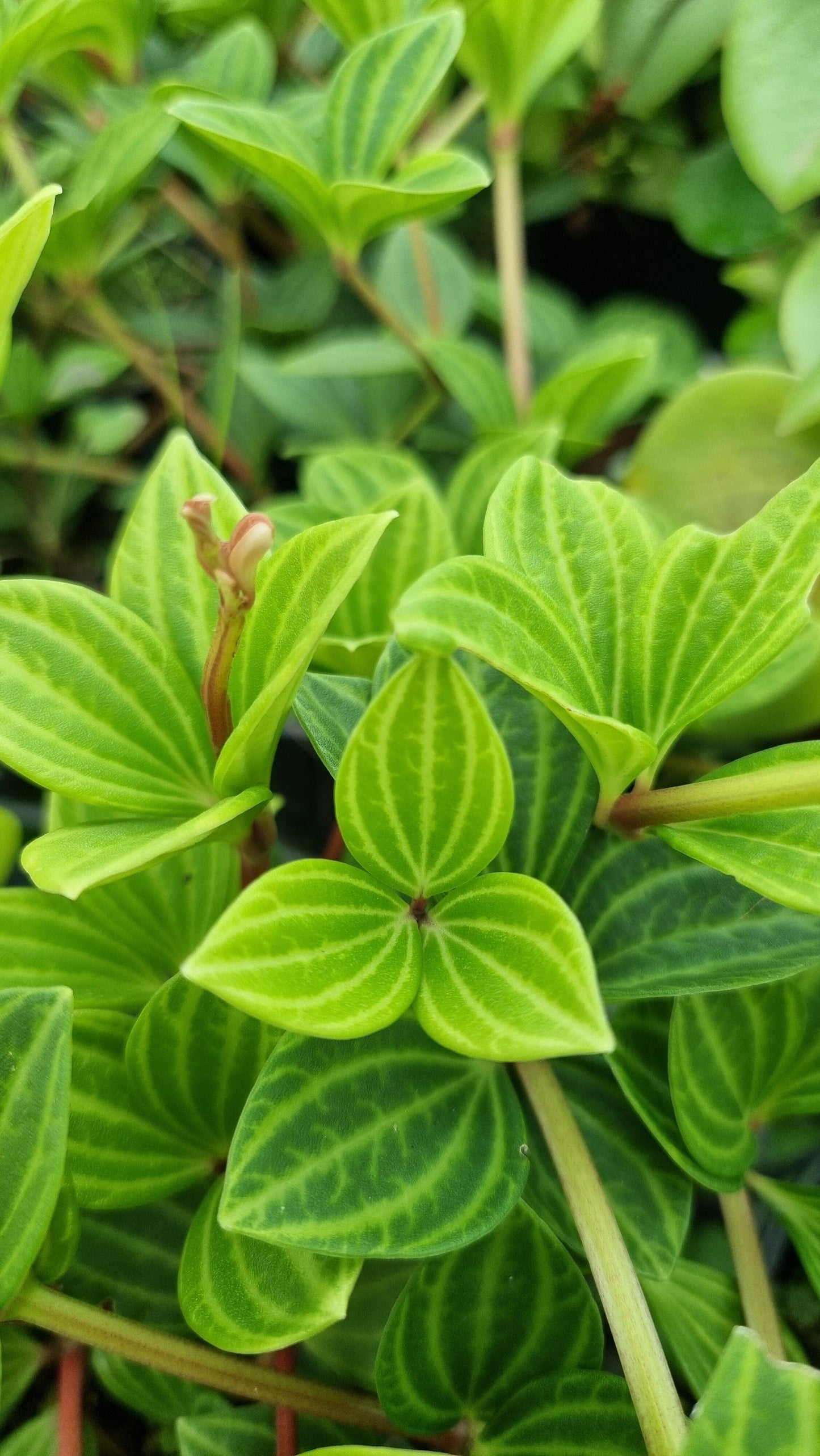 Peperomia tetragona - Parallel Peperomia Root'd Plants 