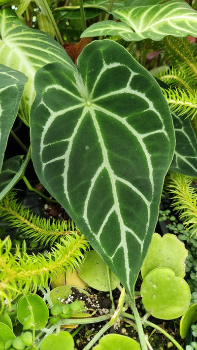 Anthurium crystallinum x forgetii - Velvet Leaf Root'd Plants 