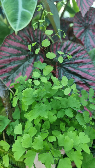 Adiantum raddianum - Delta Maidenhair Fern Landscaping & Garden Plants Root'd Plants 