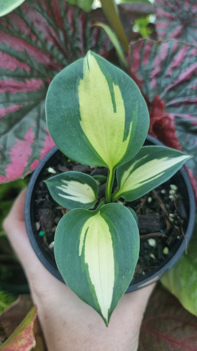 Hosta plantaginea 'Catherine' - Plantain Lily Root'd Plants 