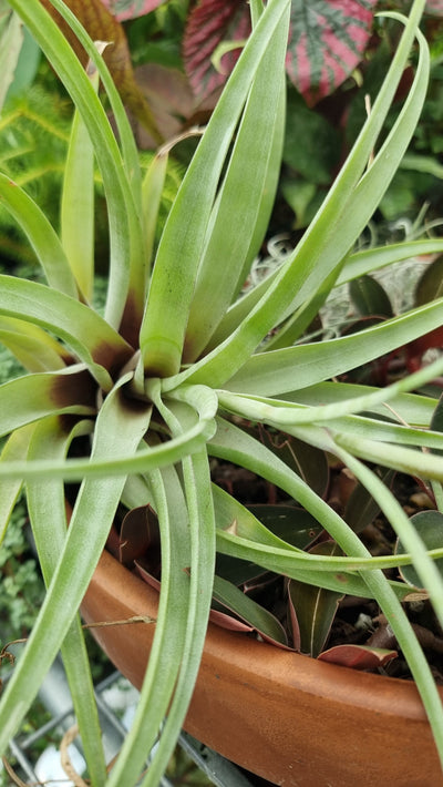 Tillandsia fasciculata - Air Plant Root'd Plants 