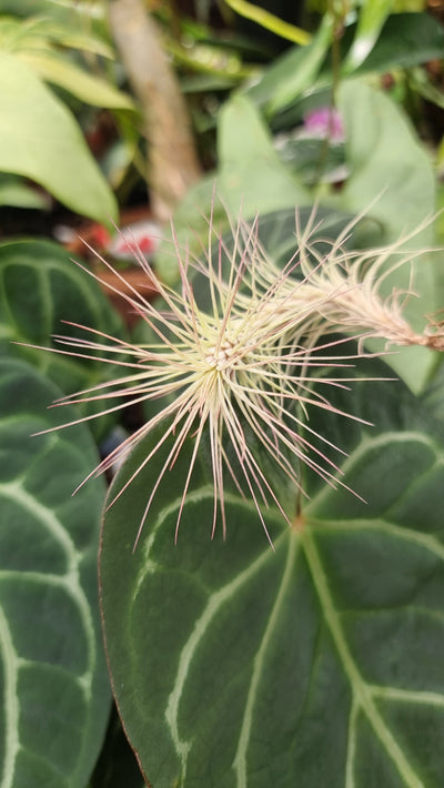 Tillandsia funckiana - Air Plant Root'd Plants 