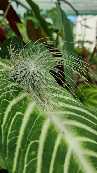 Tillandsia fuchsii f. gracilis - Air Plant Root'd Plants 