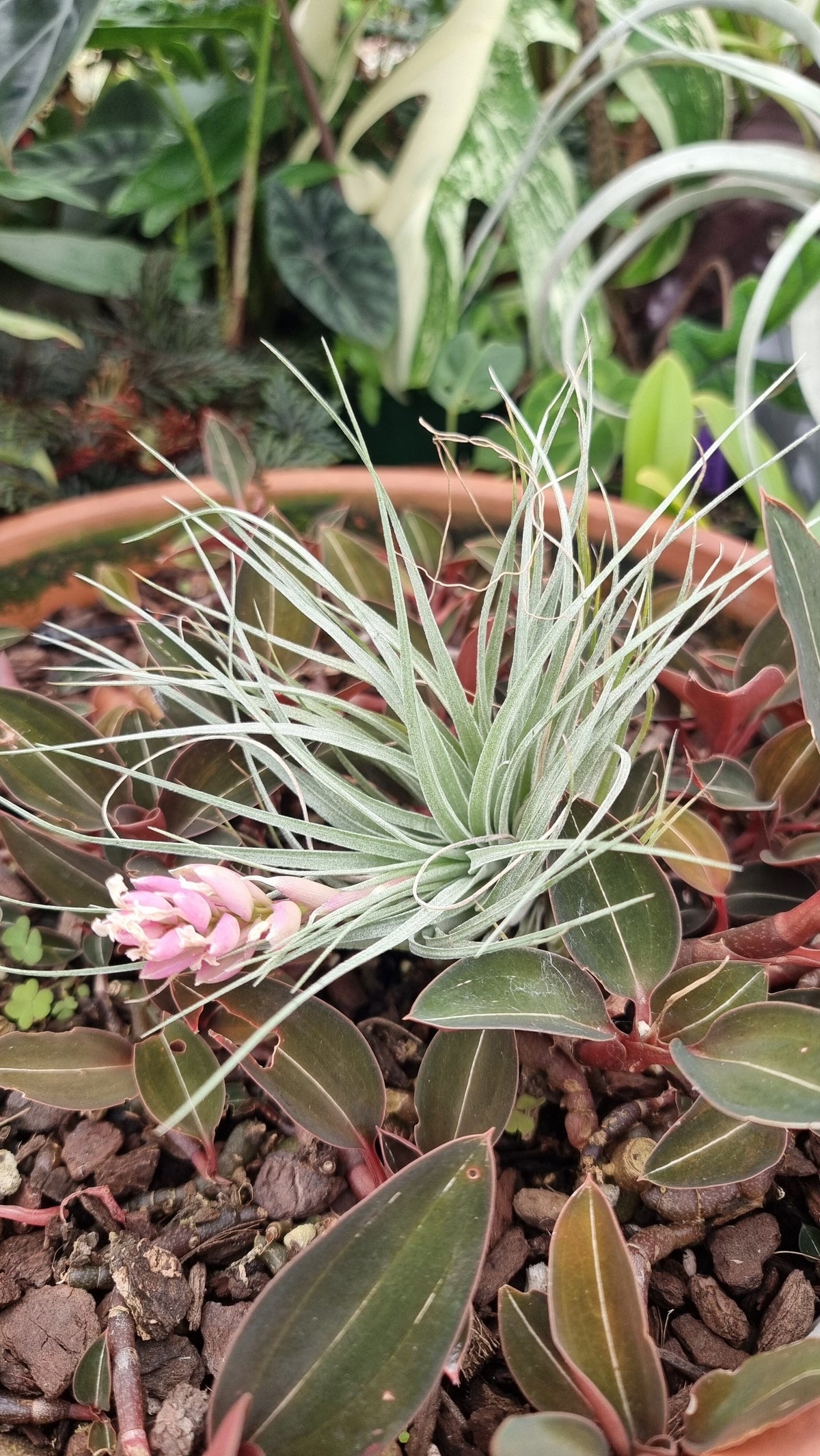 Tillandsia 'Houston' - Air Plant Root'd Plants 