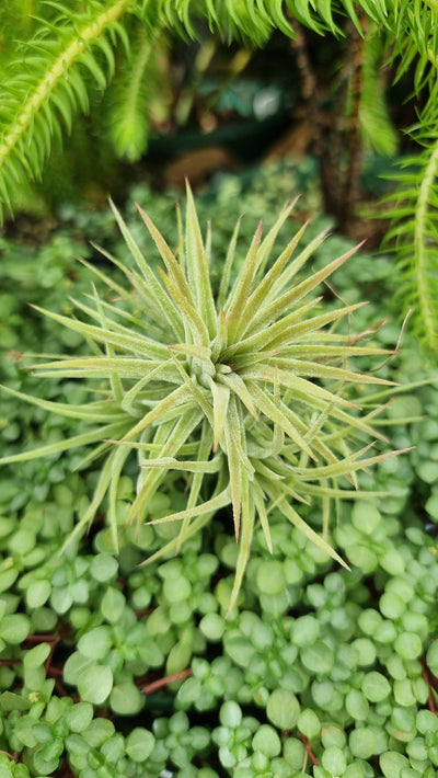 Tillandsia ionantha 'Mexican Form' - Air Plant Root'd Plants 