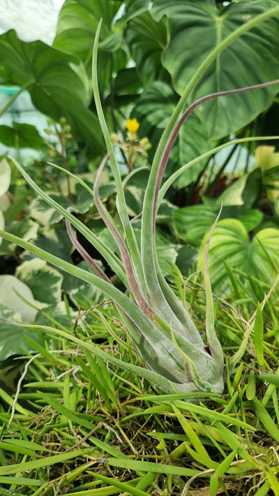 Tillandsia caput-medusae - Air Plant Root'd Plants 