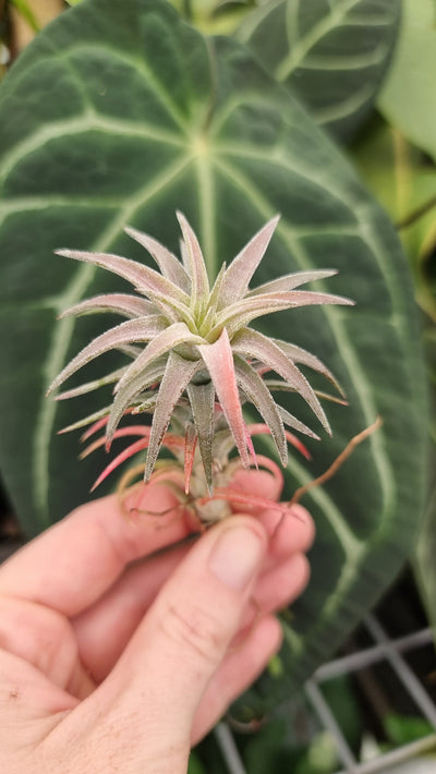 Tillandsia vanhyningii - Air Plant Root'd Plants 