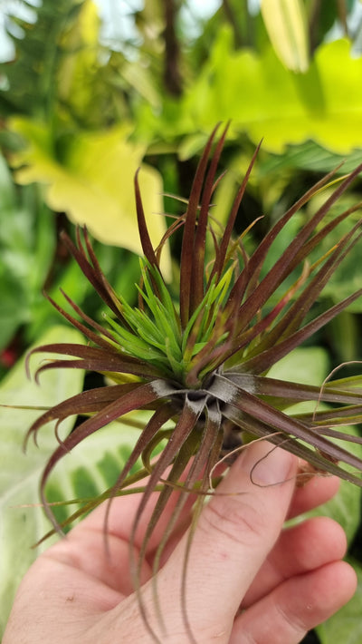 Tillandsia tenuifolia 'Emerald Forest' - Air plant Root'd Plants 