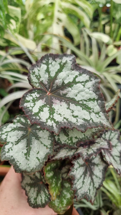 Begonia rex 'Bewitched Night Owl' Root'd Plants 
