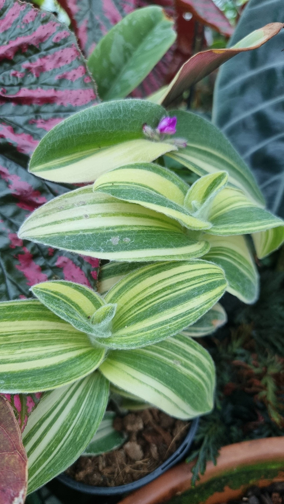Tradescantia sillamontana variegata Root'd Plants 