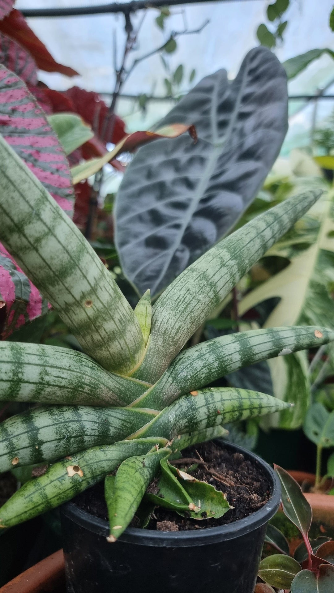 Dracaena (trước Sansevieria) angolensis 'Boncel' - Cây rắn