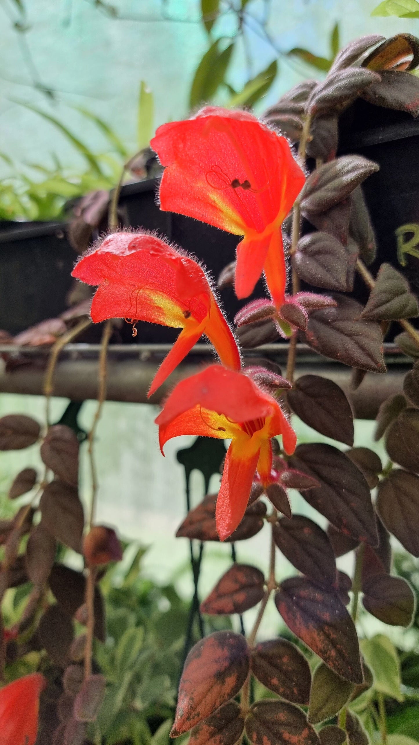 Columnea gloriosa 'Purpurea' - Purple Goldfish Plant Root'd Plants 