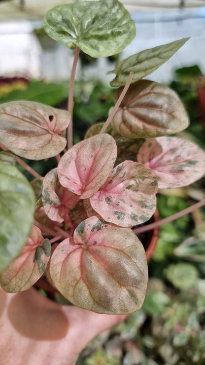 Peperomia caperata 'Pink Lady' Root'd Plants 