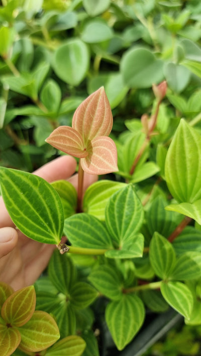 Peperomia tetragona - Parallel Peperomia Root'd Plants 