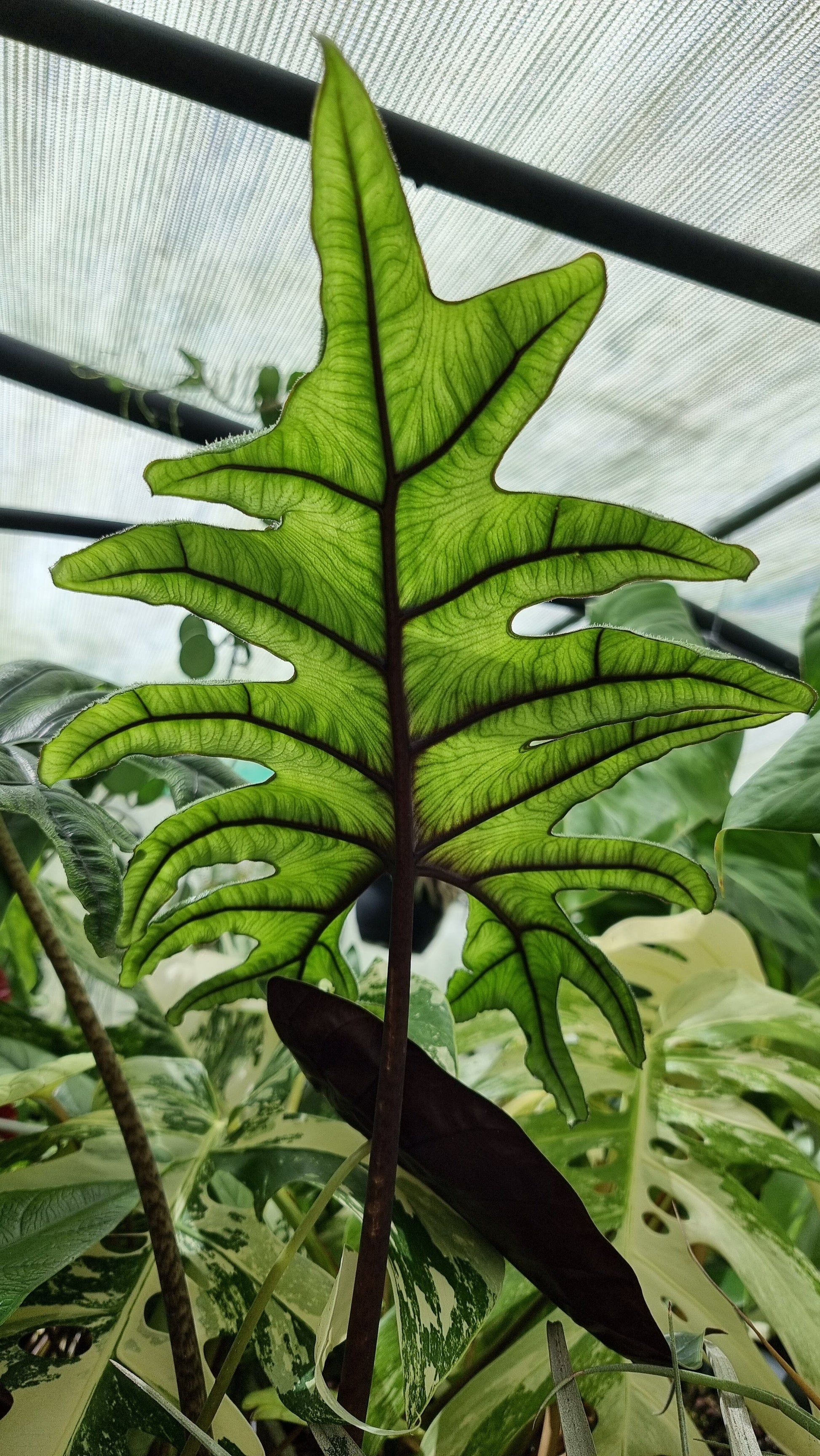 Alocasia 'Jacklyn' Root'd Plants 