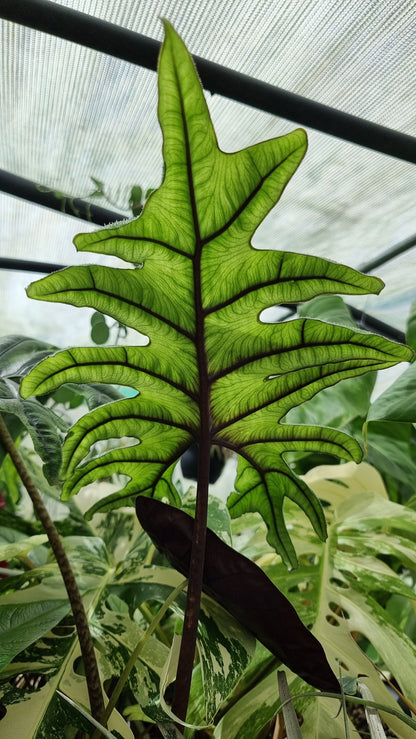 Alocasia 'Jacklyn' Root'd Plants 