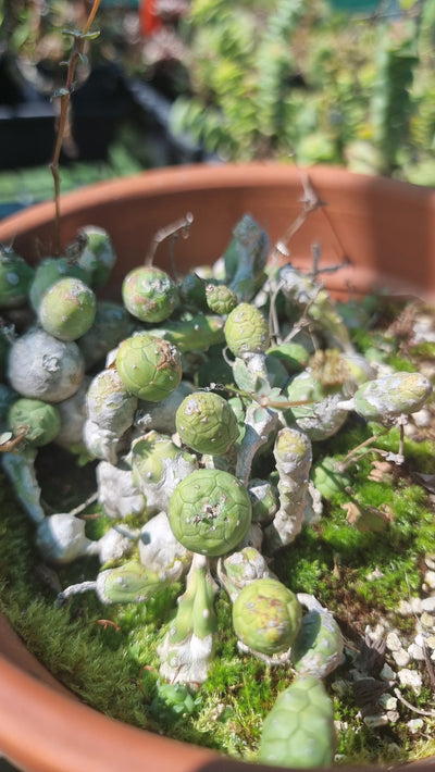 Euphorbia globosa - Globose Spurge Root'd Plants 