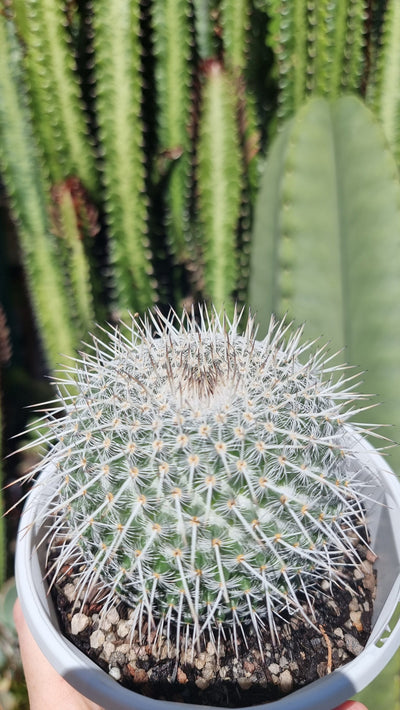 Mammillaria parkinsonii - Owl Eye Cactus Indoor & Outdoor Plants Root'd Plants 