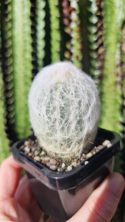 Espostoa melanostele - 'Peruvian Old Lady Cactus' Root'd Plants 