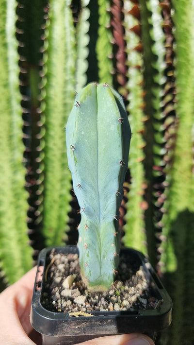 Myrtillocactus geometrizans Landscaping & Garden Plants Root'd Plants 